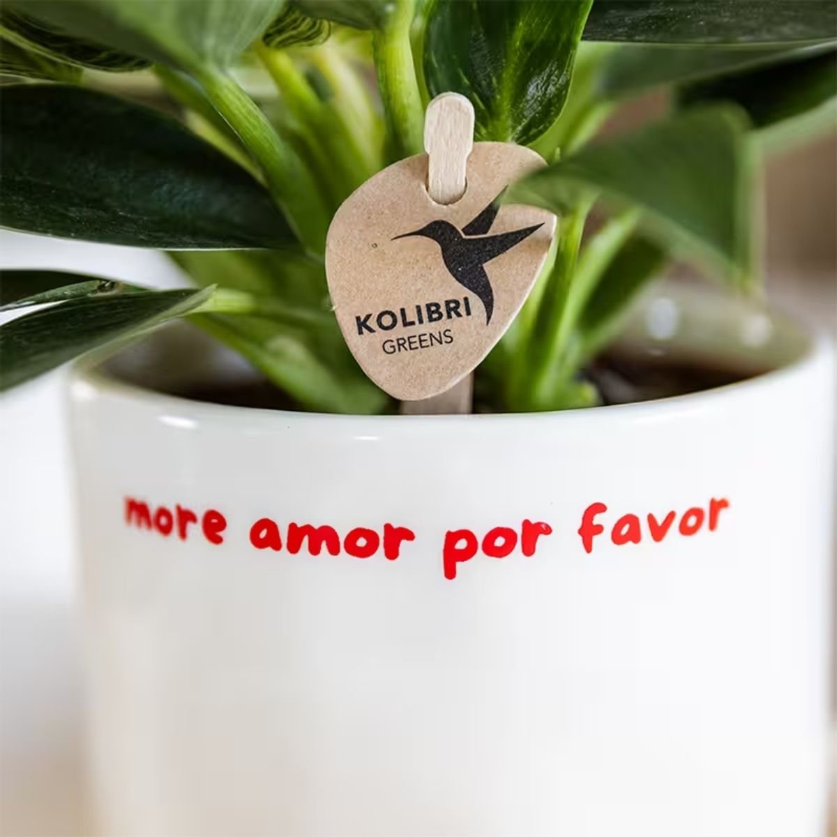 Cache-pot céramique « More Amor Por Favor » - un message d'amour à offrir - mise en scène avec une plante