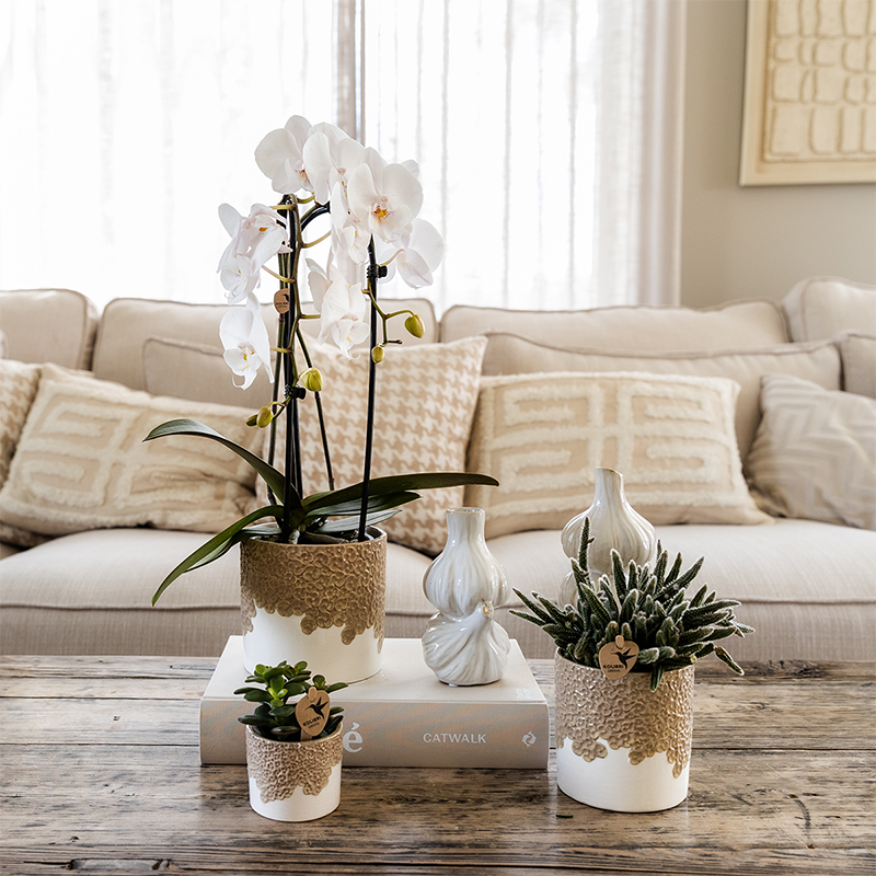Orchidée Phalaenopsis blanche en pot