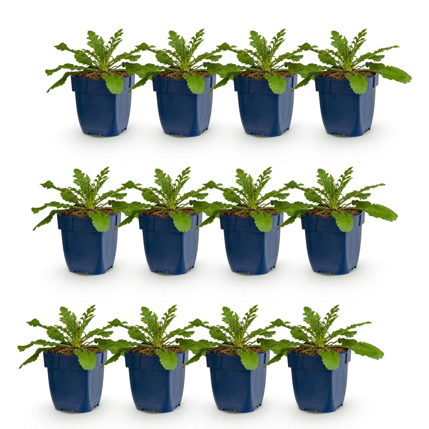 Scabiosa col. Pink Mist. Lot de 12 plants en pot de 11cm alignés sur un fond blanc. Feuillage vert, base compacte. Prêts à planter.