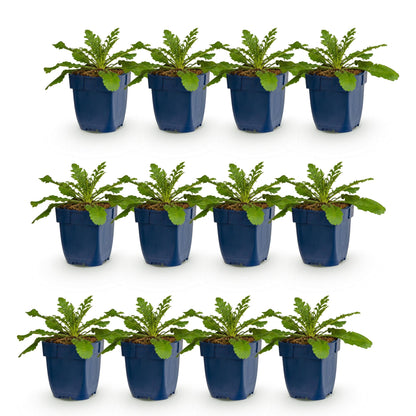 Scabiosa col. Pink Mist. Lot de 12 plants en pot de 11cm alignés sur un fond blanc. Feuillage vert, base compacte. Prêts à planter.