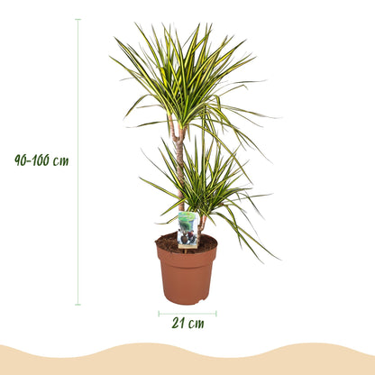 Plantes d'intérieur - Dracaena Sunray - Arbre à dragon - Peu d'entretien- Vert - jaune - 1 Plante - avec Pot Gris - Pot 21cm - Hauteur 90-100cm