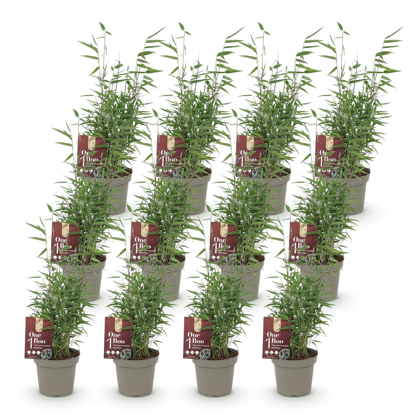 Bambou Fargesia Red Dragon GreenboutiQ, 12 jeunes plants en pot gris sur fond blanc. Feuillage vert fin, persistant et non envahissant.