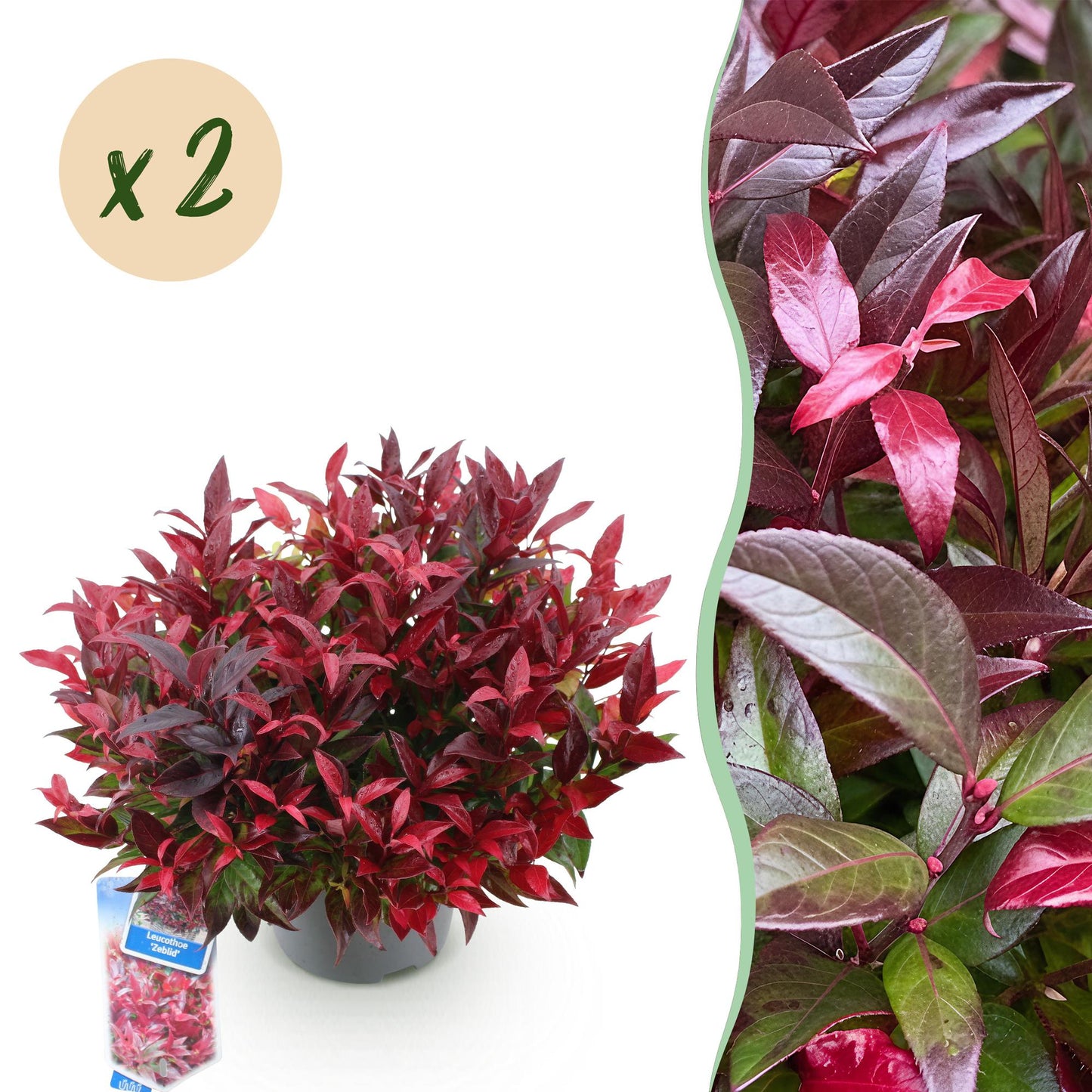 Leucothoe Zeblid x2 : Plante persistante au feuillage rouge flamboyant en pot, avec une bulle 'x 2' indiquant la quantité.