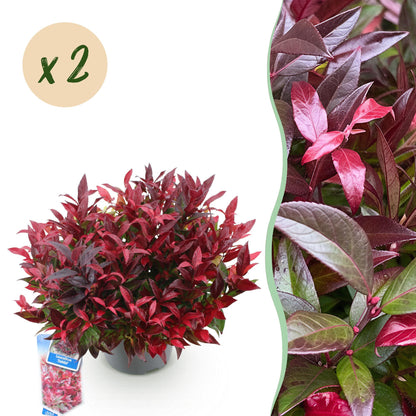 Leucothoe Zeblid x2 : Plante persistante au feuillage rouge flamboyant en pot, avec une bulle 'x 2' indiquant la quantité.