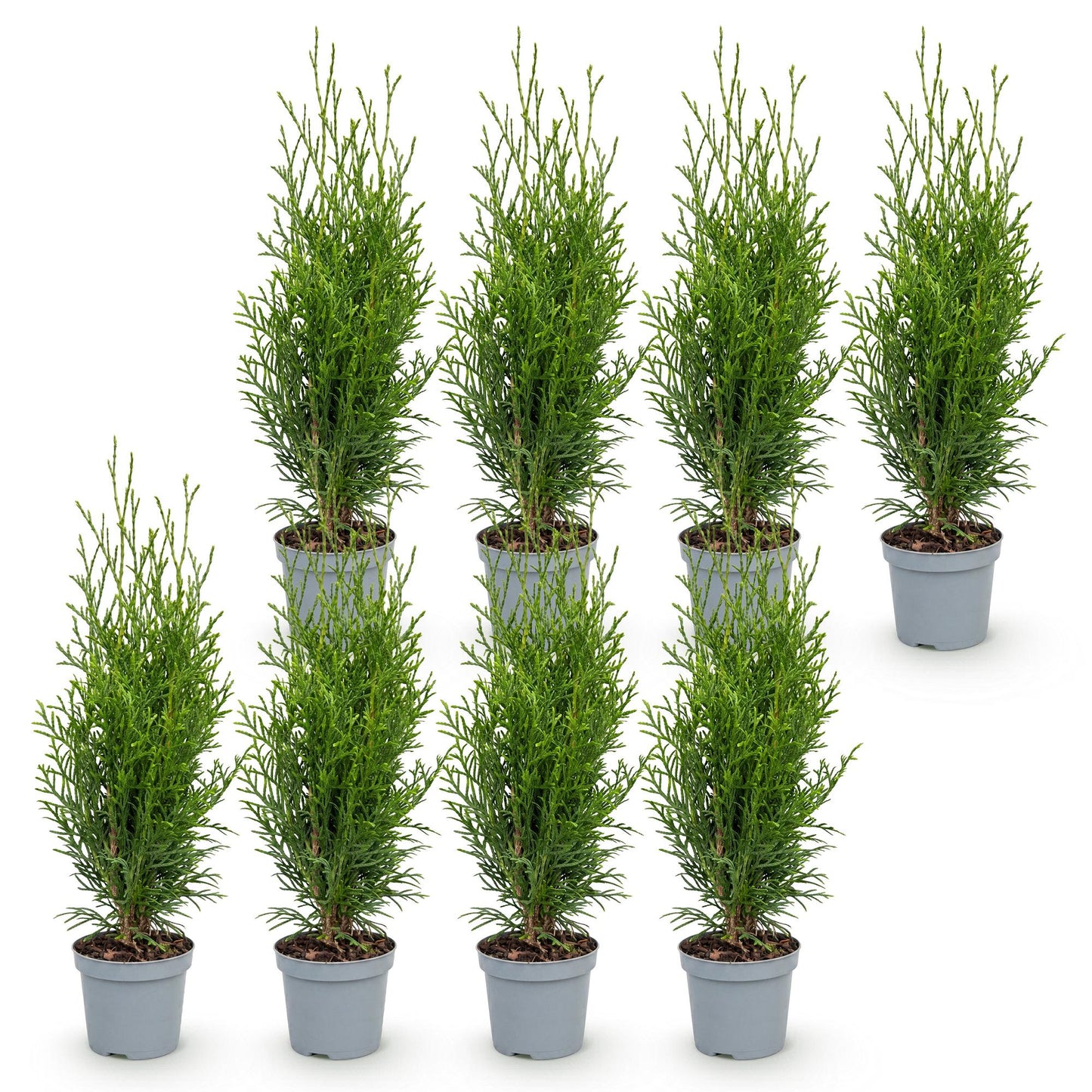 Thuja occidentalis Smaragd. Huit jeunes arbres de vie, plantes de haie persistantes, en pot de 9 cm, sur fond blanc.