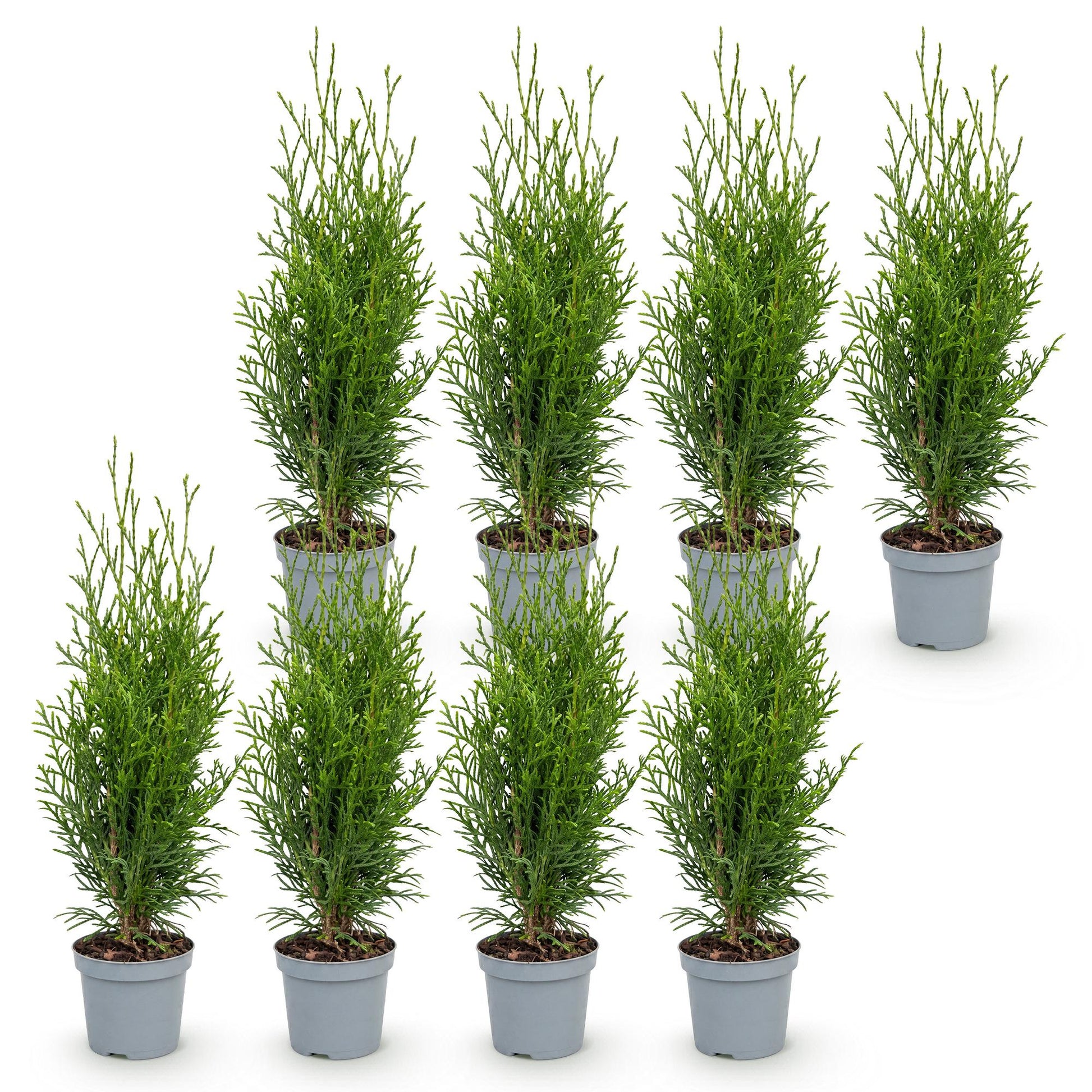 Thuja occidentalis Smaragd. Huit jeunes arbres de vie, plantes de haie persistantes, en pot de 9 cm, sur fond blanc.