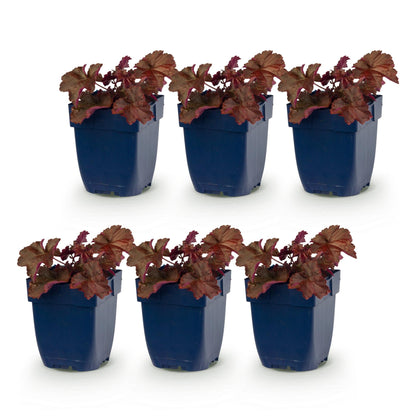 Heuchera micr. Palace Purple. Lot de 6 plants vivaces en pot de 11 cm, feuillage pourpre foncé sur fond blanc uni.