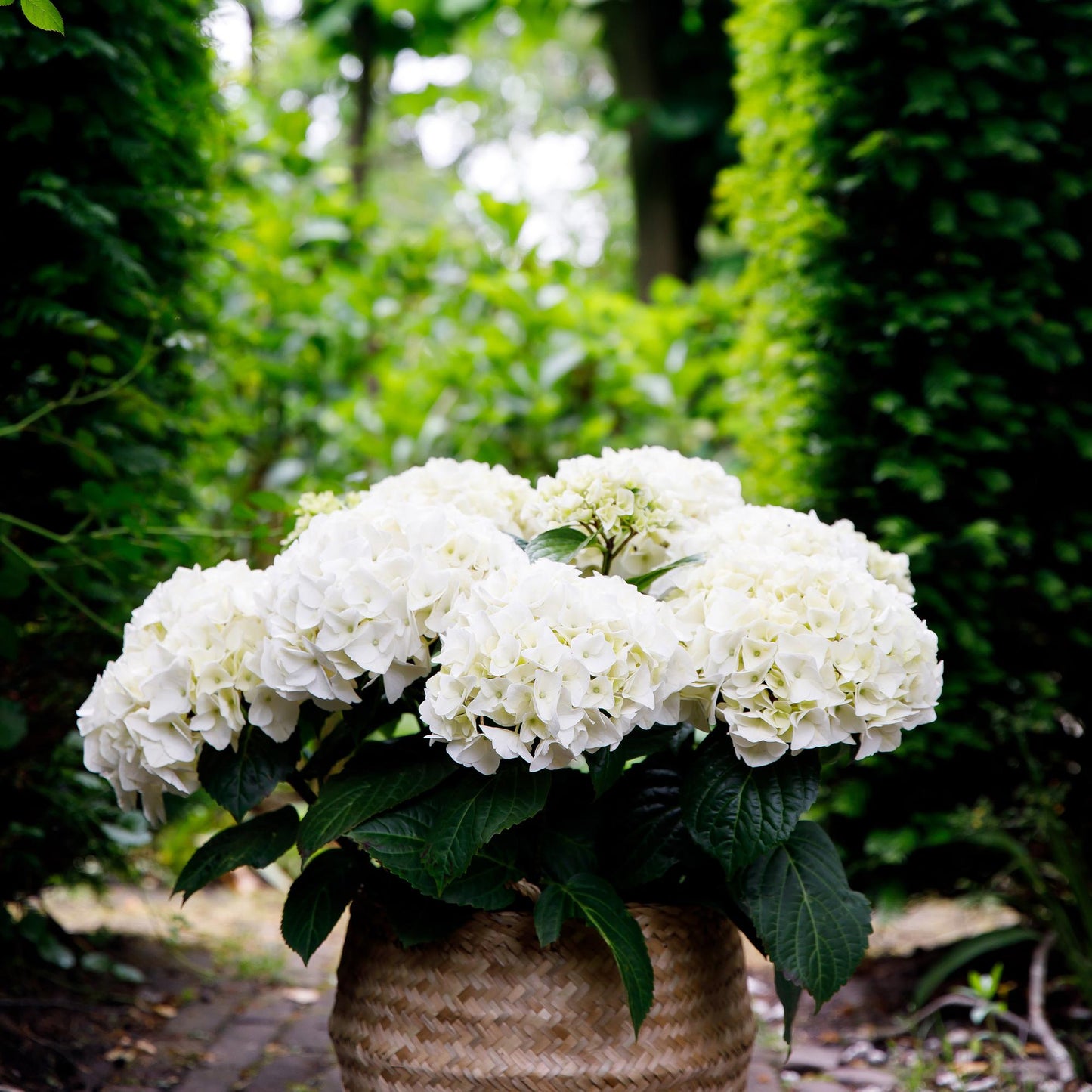 Hortensia Hydrangea Forever & Ever blanc, pot en osier, avec un feuillage vert éclatant et un fond de végétation luxuriante.