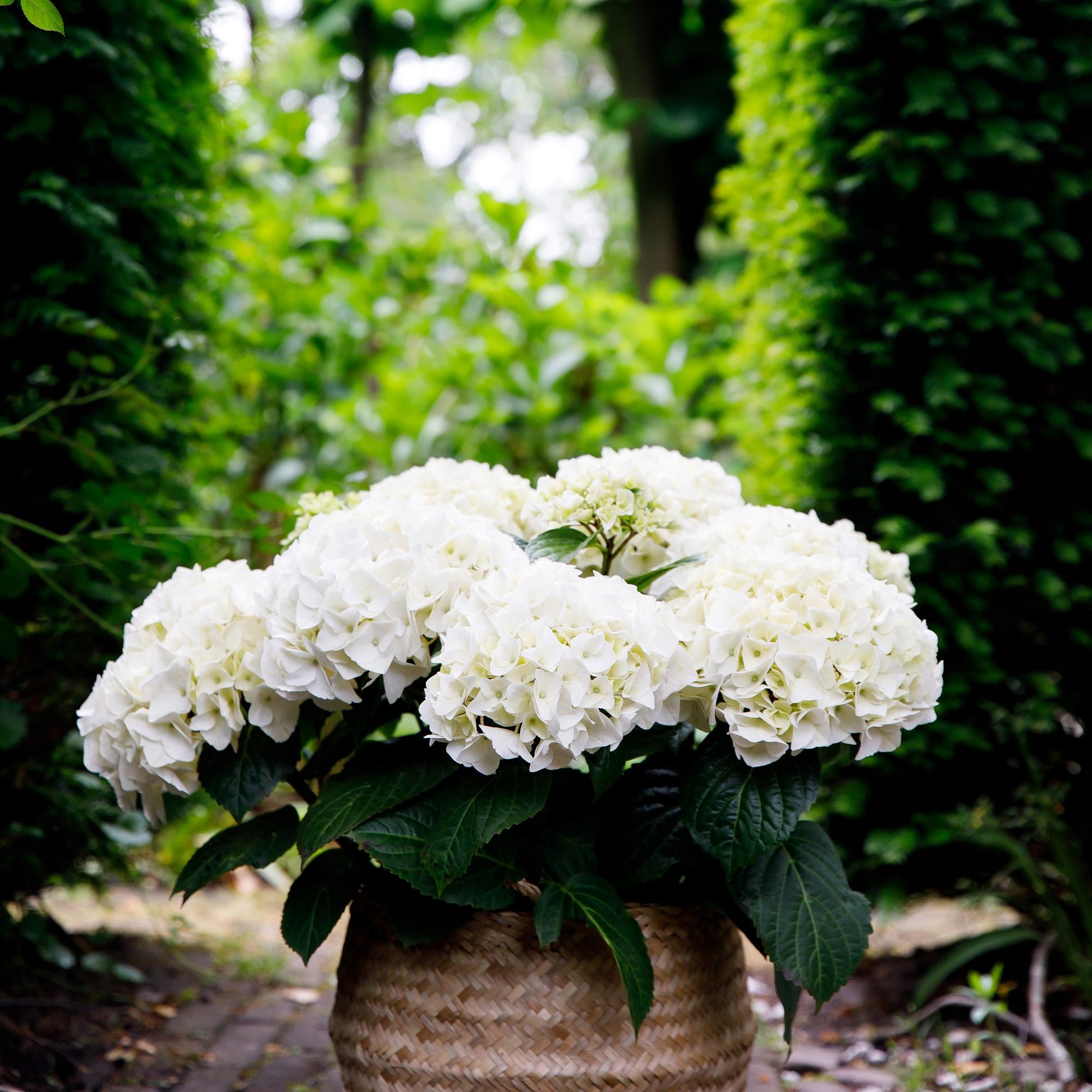 Hortensia Hydrangea Forever & Ever blanc, pot en osier, avec un feuillage vert éclatant et un fond de végétation luxuriante.