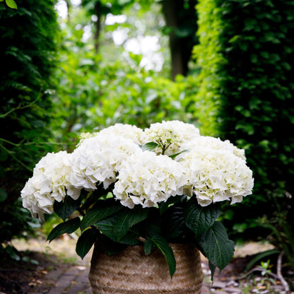 Hortensia Hydrangea Forever & Ever blanc, pot en osier, avec un feuillage vert éclatant et un fond de végétation luxuriante.