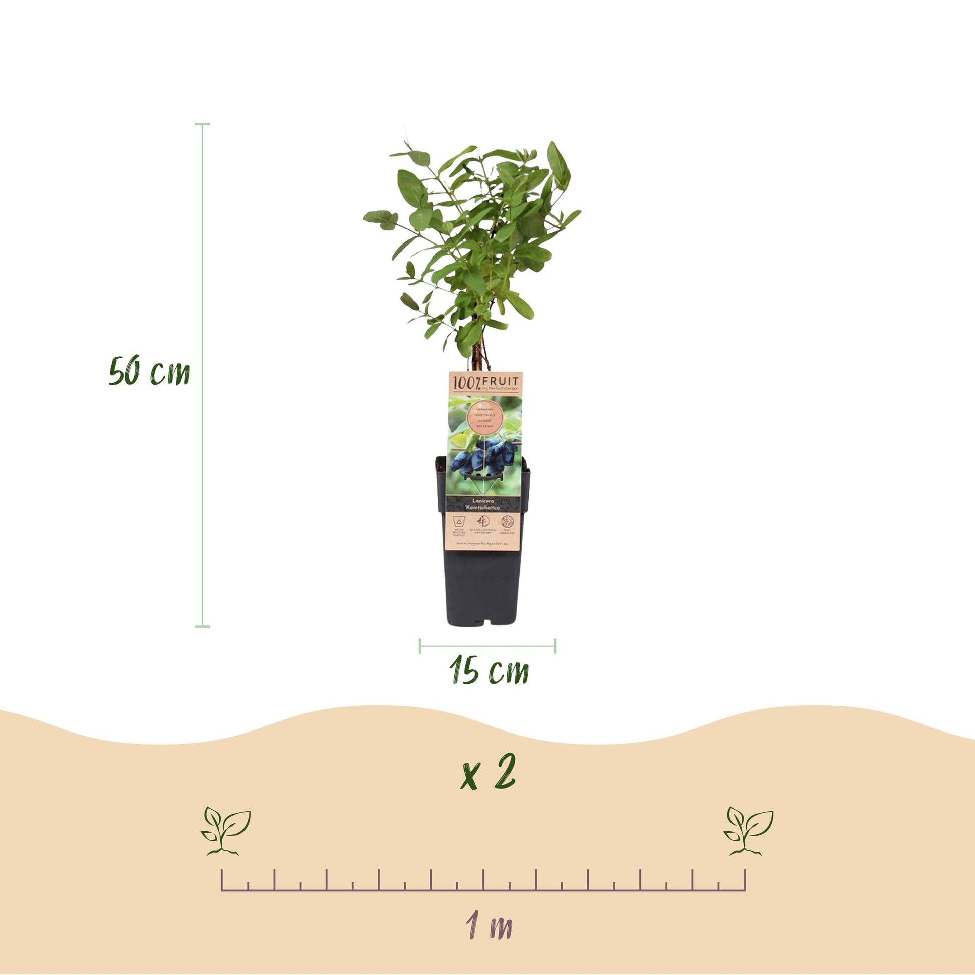 Lonicera caerulea Kamchatika : illustration montrant un plant en pot de 50 cm de haut et 15 cm de diamètre, avec un espacement recommandé de