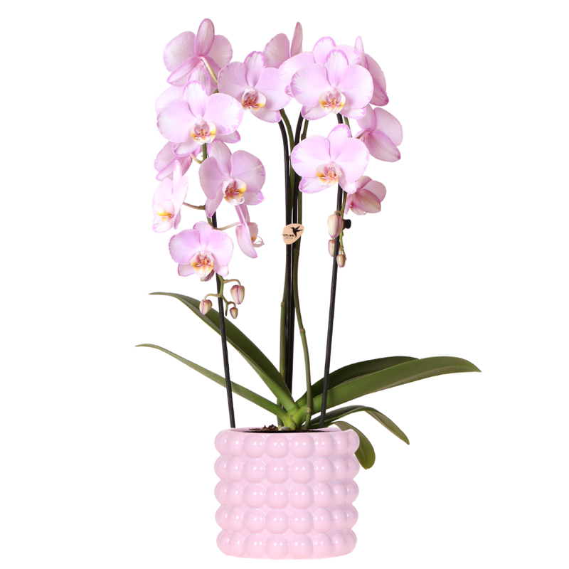 Orchidée Phalaenopsis 'Niagara Falls' rose (Phalaenopsis) - Pot 12 cm
