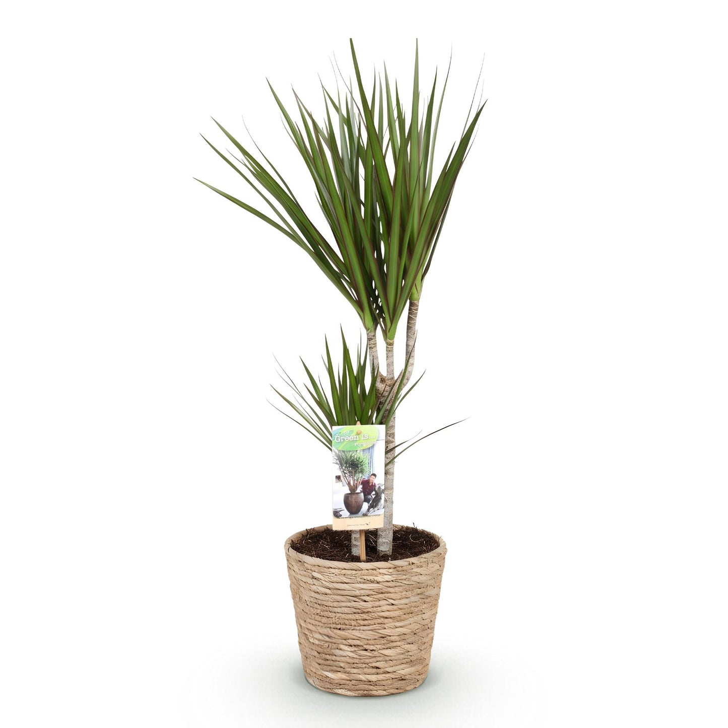 Plantes d'intérieur - Dracaena Marginata - Arbre à dragon - Peu d'entretien - avec panier - Vert - 1 Plante - Pot 17cm - Hauteur 70-80cm