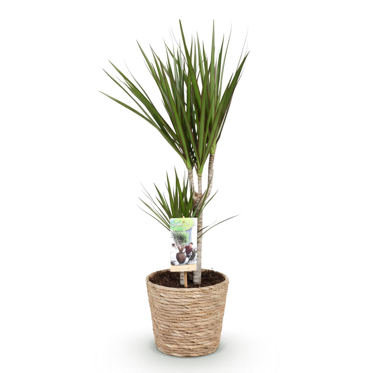 Dracaena Marginata aux feuilles vertes fines et longues avec des bords rouges, planté dans un pot tressé clair