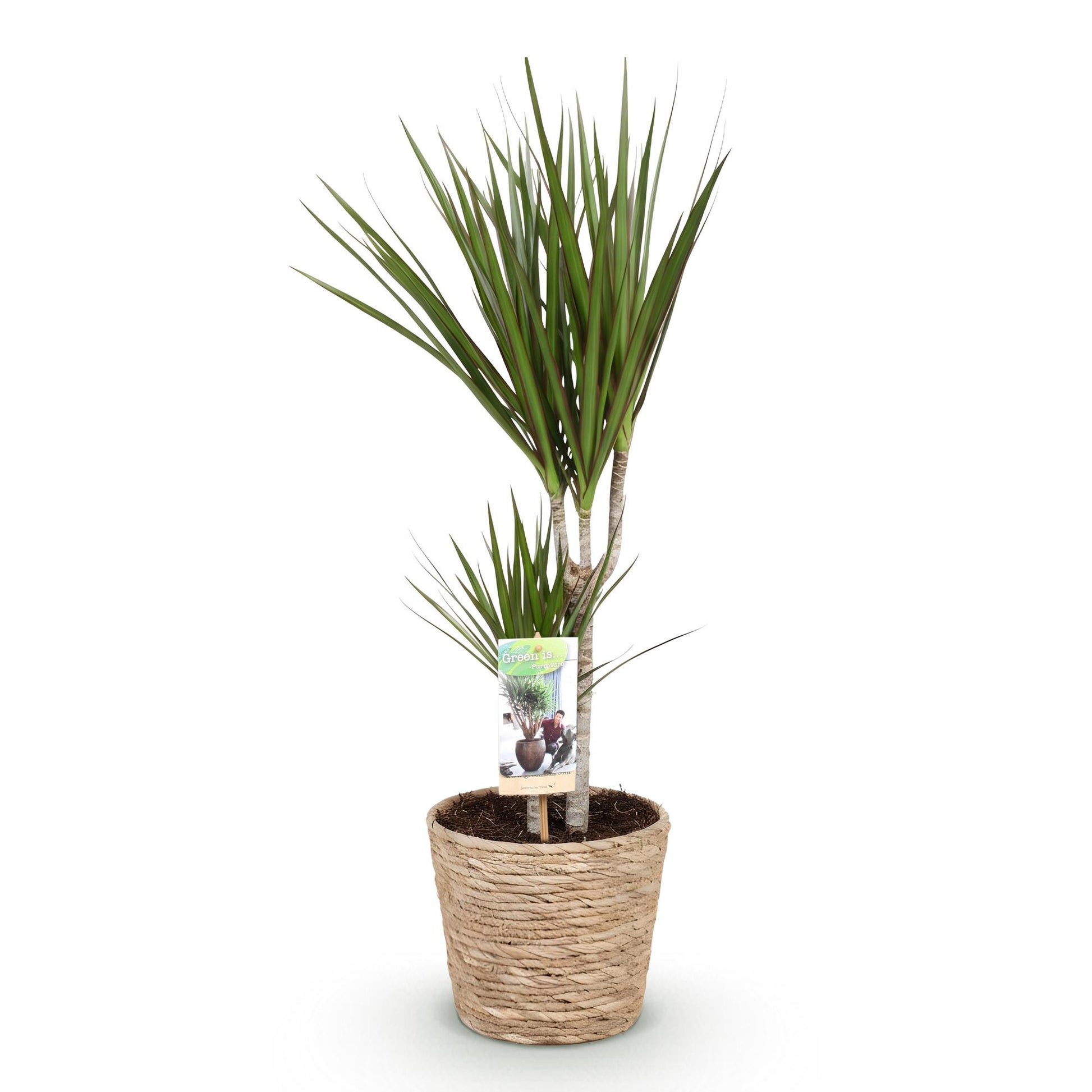 Plantes d'intérieur - Dracaena Marginata - Arbre à dragon - Peu d'entretien - avec panier - Vert - 1 Plante - Pot 17cm - Hauteur 70-80cm