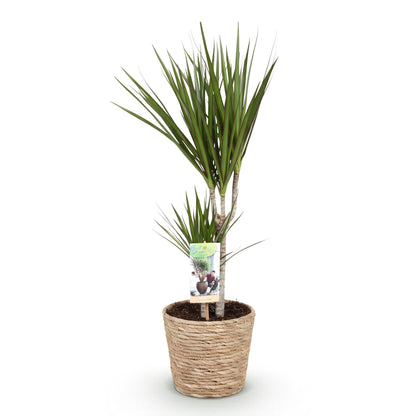 Plantes d'intérieur - Dracaena Marginata - Arbre à dragon - Peu d'entretien - avec panier - Vert - 1 Plante - Pot 17cm - Hauteur 70-80cm