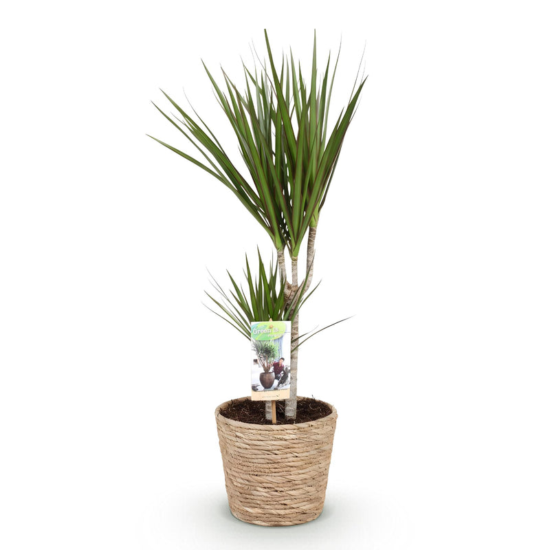 Dracaena Marginata