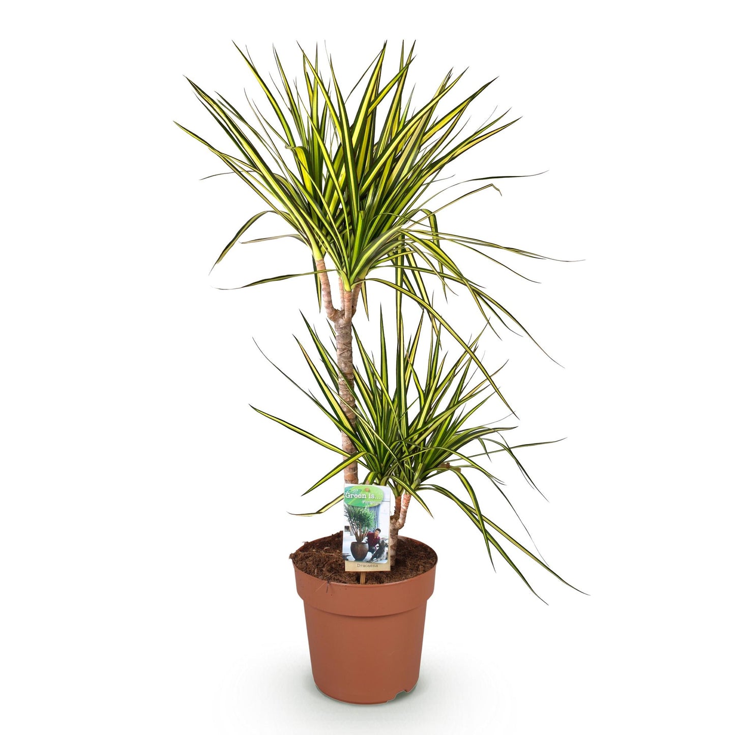 Plantes d'intérieur - Dracaena Sunray - Sang de dragon - Peu d'entretien - Vert - jaune - 1 Plante - Pot 21cm - Hauteur 90-100cm