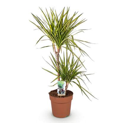 Plantes d'intérieur - Dracaena Sunray - Sang de dragon - Peu d'entretien - Vert - jaune - 1 Plante - Pot 21cm - Hauteur 90-100cm