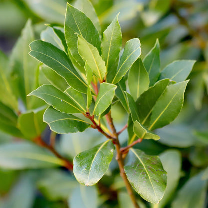 Laurus nobilis : Gros plan sur les feuilles vertes brillantes et les jeunes pousses d'un laurier-rose, idéal pour les terrasses.