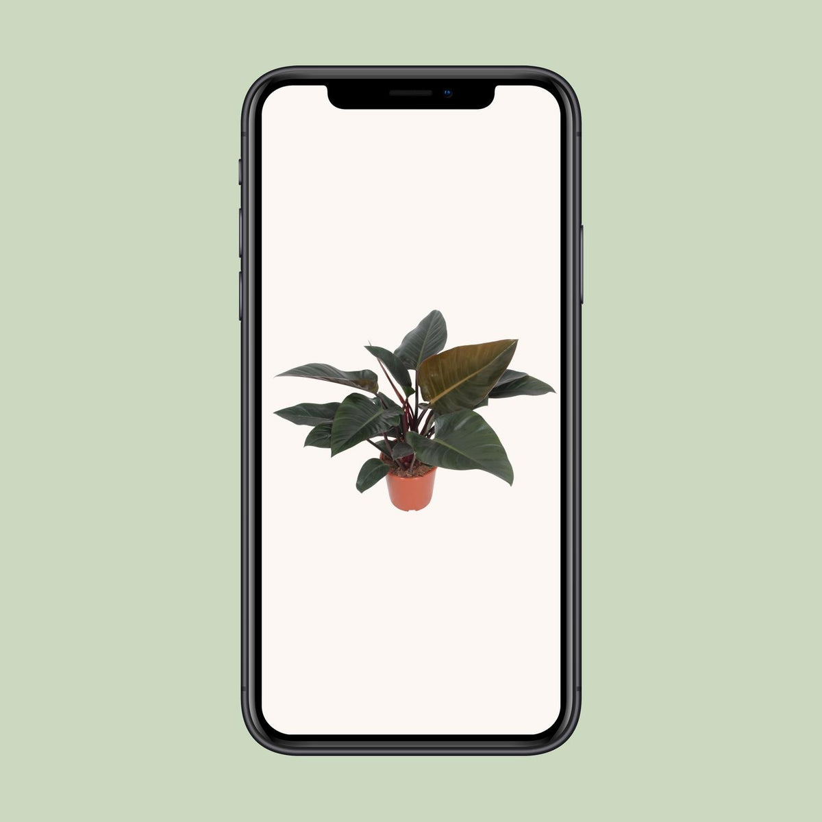 Le Philodendron Congo Red en pot de 27 cm présenté sur un écran de téléphone
