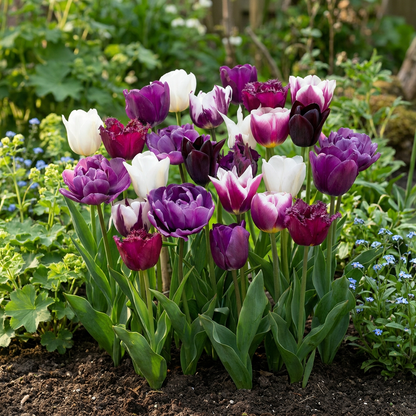 Massif de tulipes 'Blueberry' en mélange, présentant des fleurs violettes, blanches et bordeaux dans un jardin printanier.