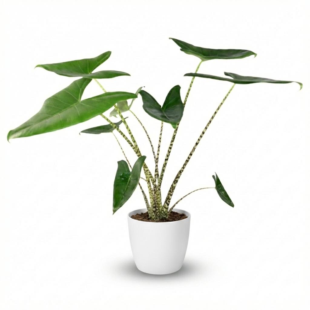 Plante d'intérieur - Oreille d'éléphant - Alocasia Zebrina - Vert - Entretien facile - 1 Plante - Pot 21 cm - Hauteur 70-75 cm