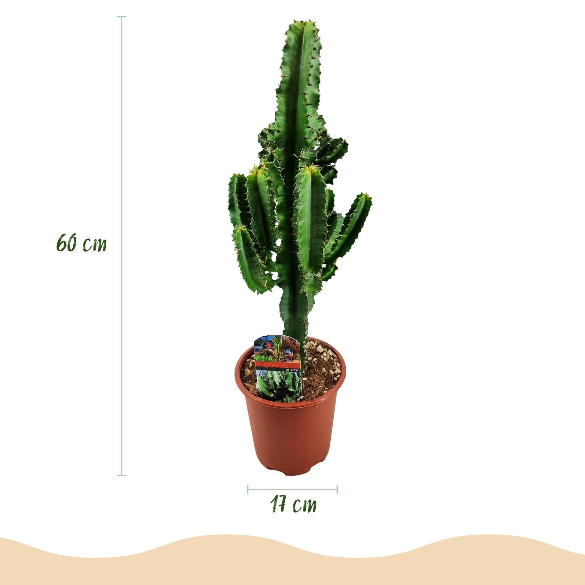 Un Euphorbia eritrea, ou Arbre à lait africain, présenté en pleine hauteur dans son pot de culture de 17cm