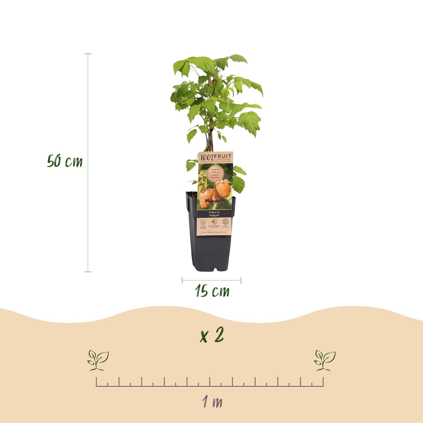 Framboisier jaune Fallgold en pot de 15 cm et 50 cm de hauteur, avec une indication de lot de x2 plants et un espacement de plantation de 1 
