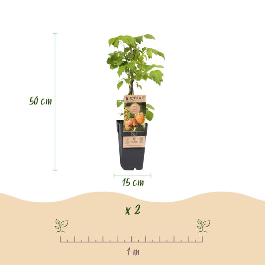 Framboisier jaune Fallgold en pot de 15 cm et 50 cm de hauteur, avec une indication de lot de x2 plants et un espacement de plantation de 1 