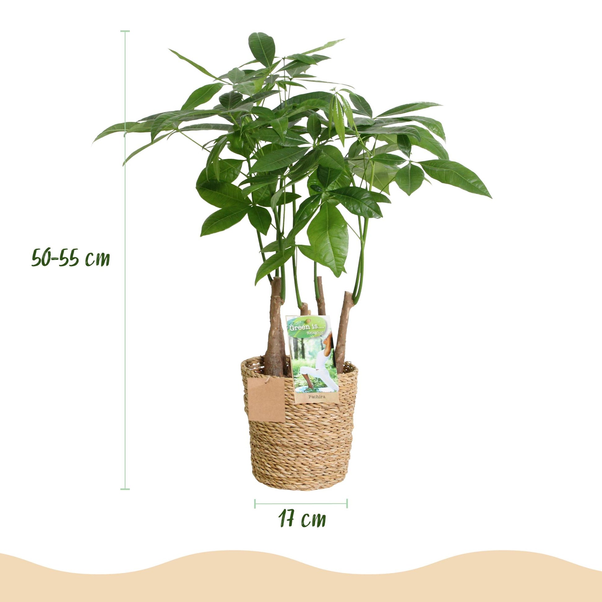 Plantes d'intérieur - Pachira Aquatica multi tronc - Arbre à monnaie - Peu d'entretien - avec panier - Vert - 1 Plante - Pot 17cm - Hauteur 50-55cm