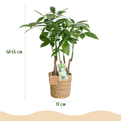 Plantes d'intérieur - Pachira Aquatica multi tronc - Arbre à monnaie - Peu d'entretien - avec panier - Vert - 1 Plante - Pot 17cm - Hauteur 50-55cm