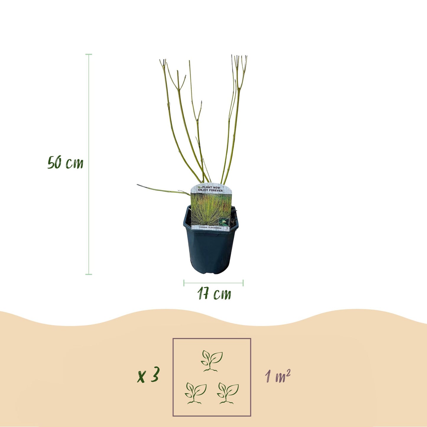 Cornus alba Flaviramea : Illustration d'un plant avec des mesures de 50 cm de hauteur et 17 cm de diamètre de pot. Indique aussi 3 plants pa