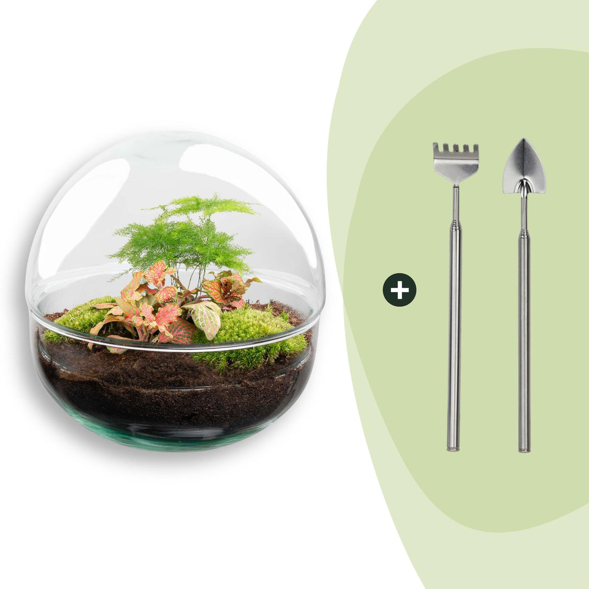 Kit terrarium sphère Fittonia : Avec râteau et pelle