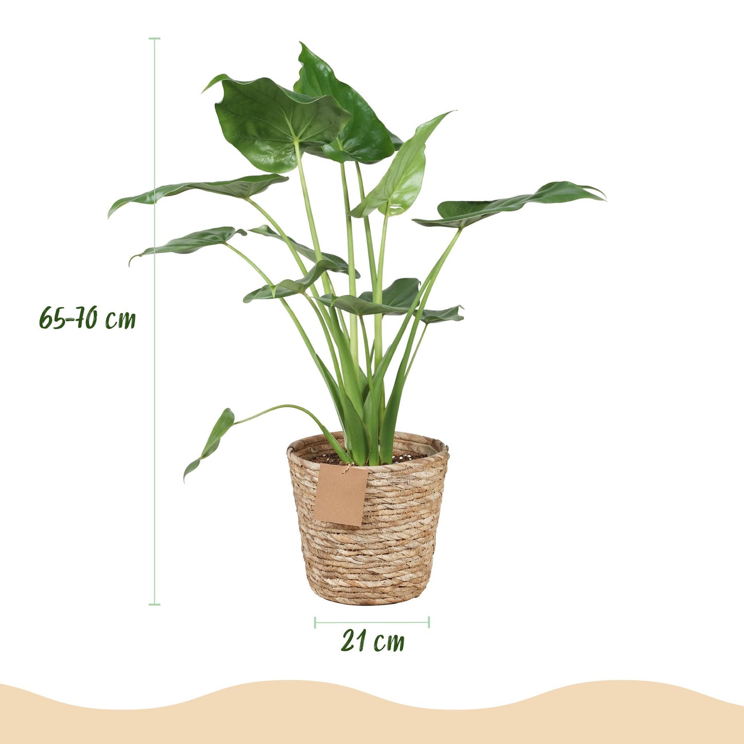 Plantes d'intérieur - Alocasia Cucullata - Main de Bouddha - Peu d'entretien - avec panier - Vert - 1 Plante - Pot 21cm - Hauteur 65-70cm