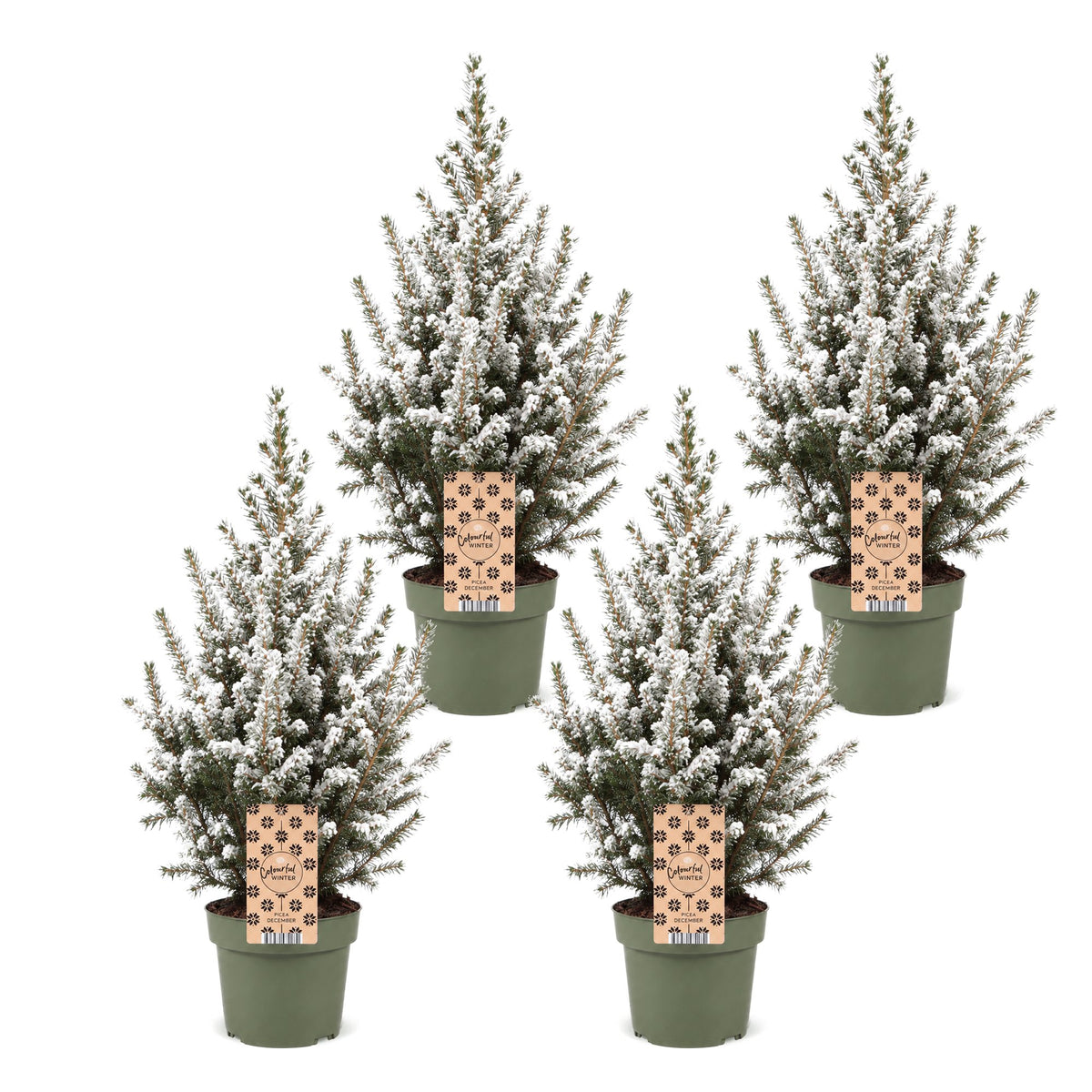 Épicéa 'Conica' enneigé lot de 4 sapins en pot de 17 cm