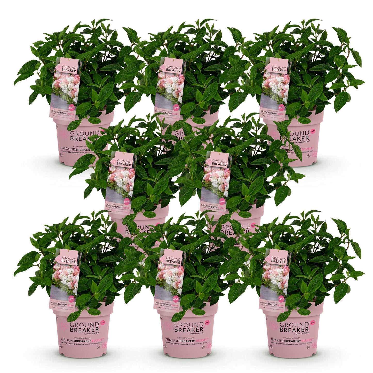 Hortensia Hydrangea panniculata Groundbreaker Blush, lot de 8 plants en pots roses sur fond blanc.