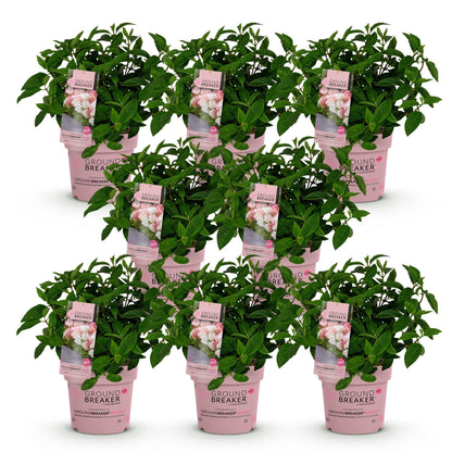 Hortensia Hydrangea panniculata Groundbreaker Blush, lot de 8 plants en pots roses sur fond blanc.