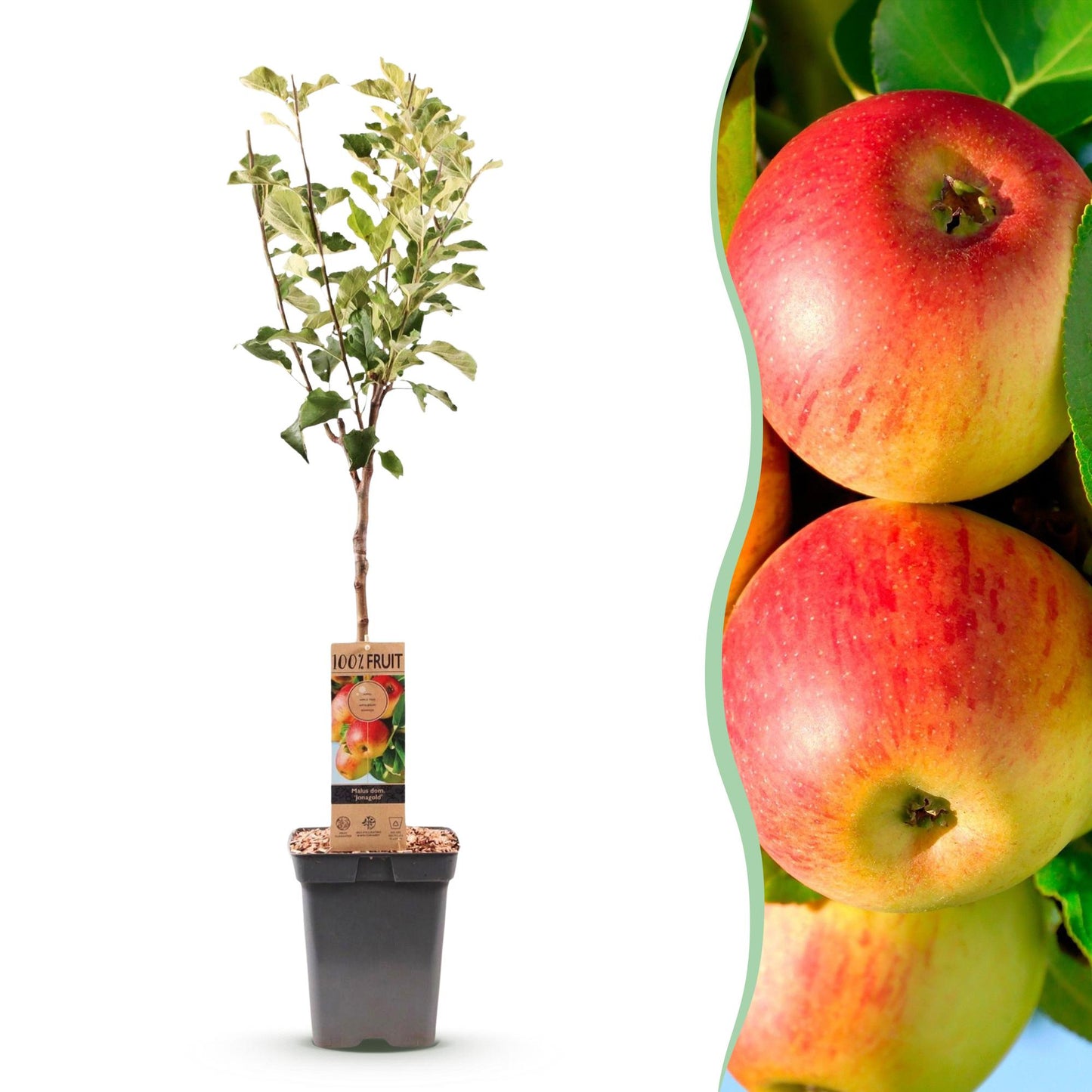 Pommier 'Malus domestica Jonagold' en pot de 21cm (90cm de haut) avec en arrière-plan des pommes rouges et jaunes.