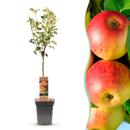 Pommier 'Malus domestica Jonagold' en pot de 21cm (90cm de haut) avec en arrière-plan des pommes rouges et jaunes.