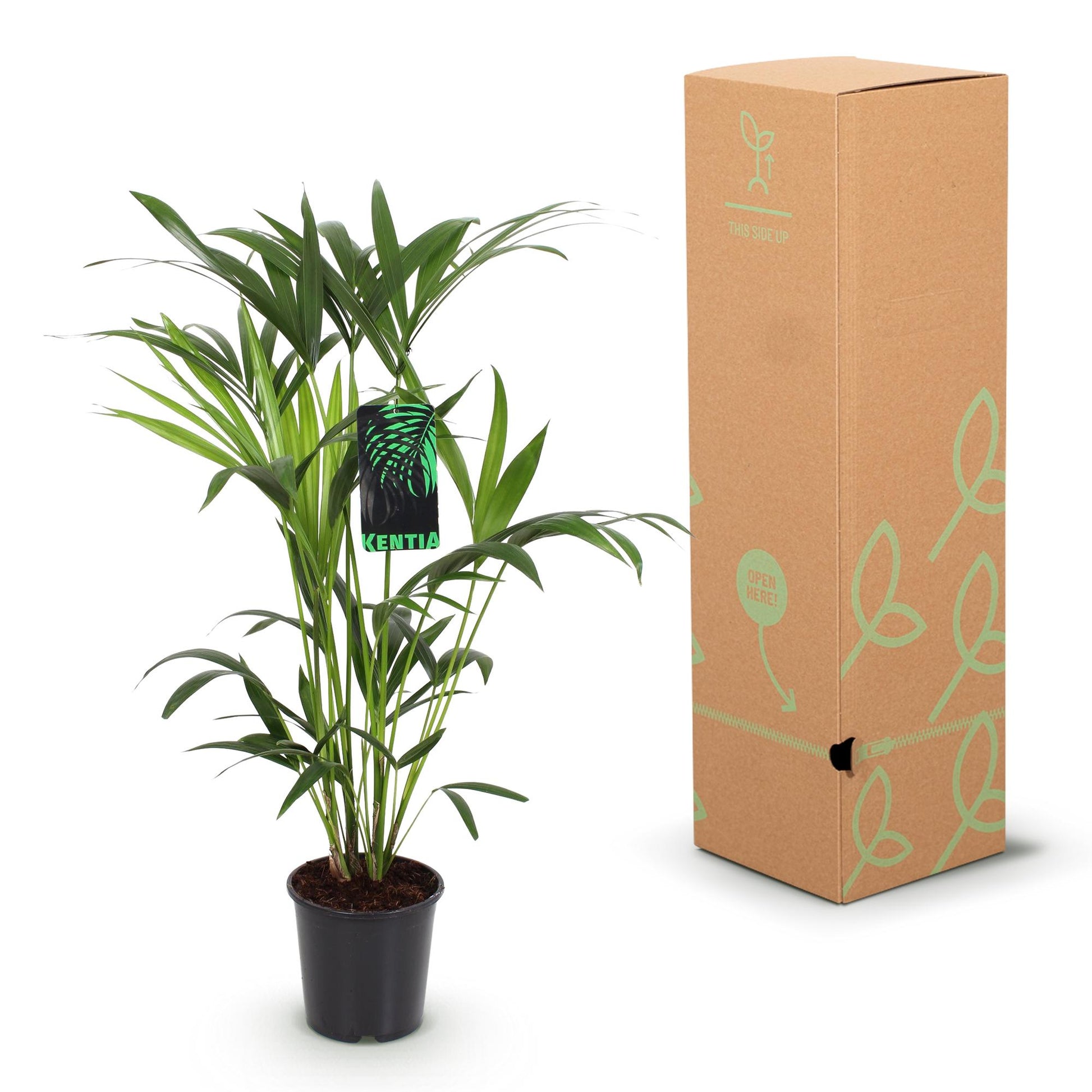 Plante d'intérieur - Howea Forsteriana - Palmier Kentia - Peu d'entretien - Vert - 1 Plante - avec Potter Blanc - Pot 19cm - Hauteur 80-85cm