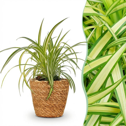 Chlorophytum comosum Variegatum plante araignée panachée en pot 12cm avec cache-pot blanc, feuillage vert et crème