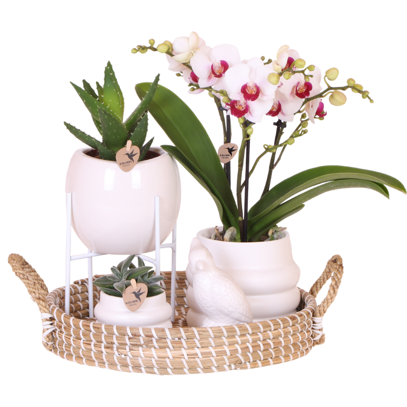 Orchidée Phalaenopsis 'Gibraltar' (Phalaenopsis) - Grand coffret cadeau avec plantes vertes cache-pots support et plateau - Pot 9 cm
