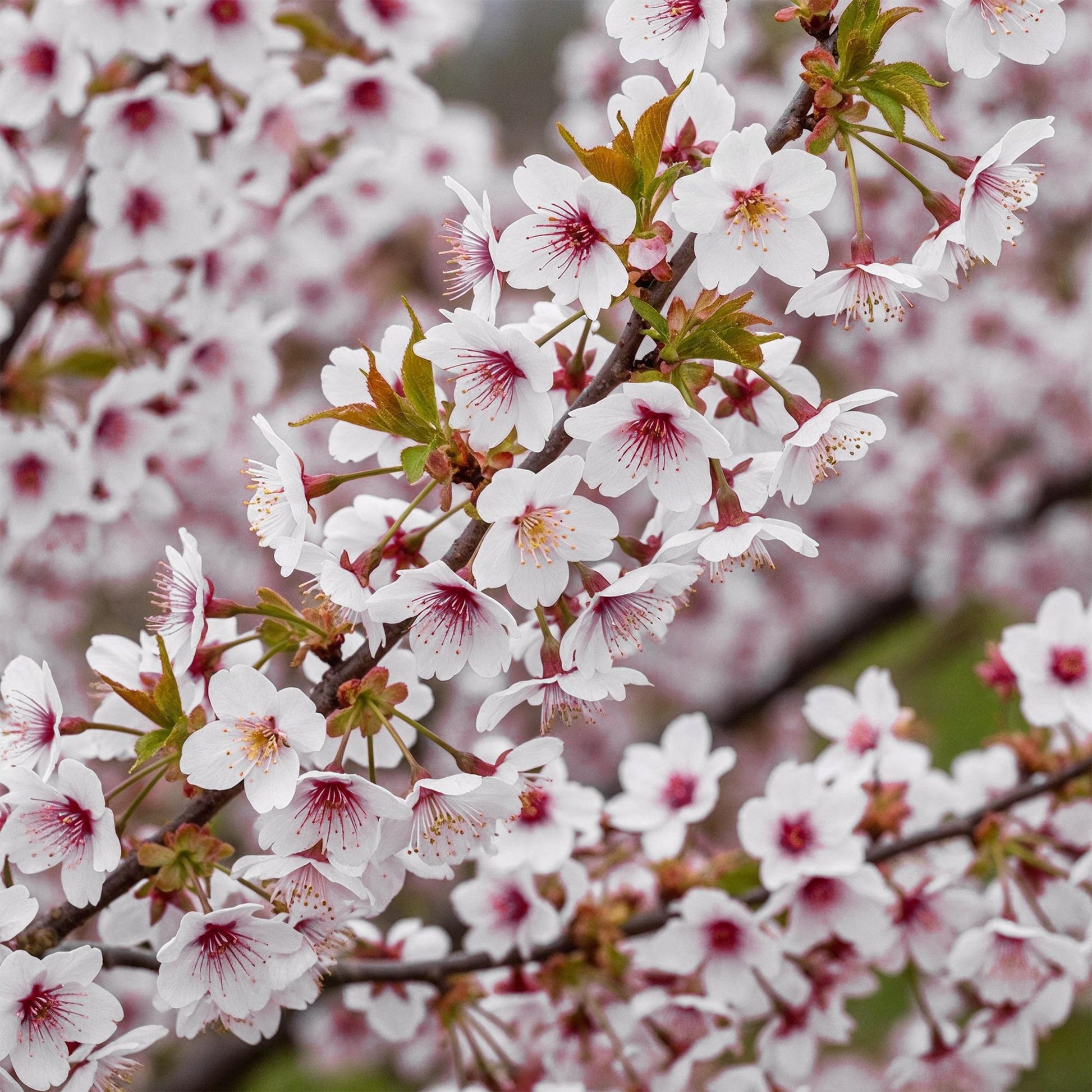 Prunus incisa Koujou-no-mai : gros plan sur les délicates fleurs blanches aux cœurs rosés de ce cerisier du Japon.