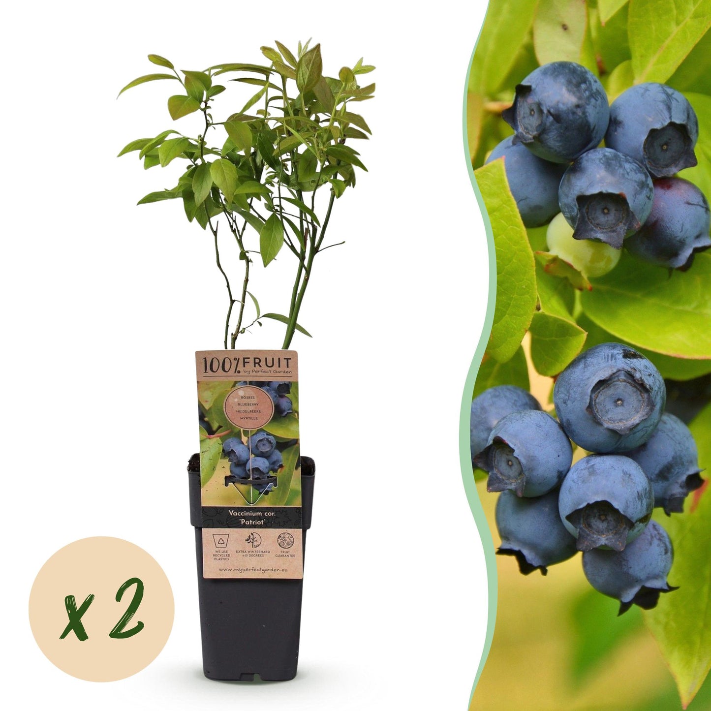 Myrtillier Patriot : Deux plants de Myrtillier Patriot en pot, feuilles vertes et petits fruits bleus, avec une pastille 'x2' sur fond blanc