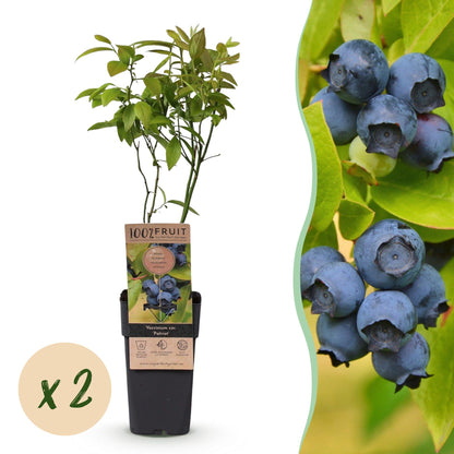 Myrtillier Patriot : Deux plants de Myrtillier Patriot en pot, feuilles vertes et petits fruits bleus, avec une pastille 'x2' sur fond blanc