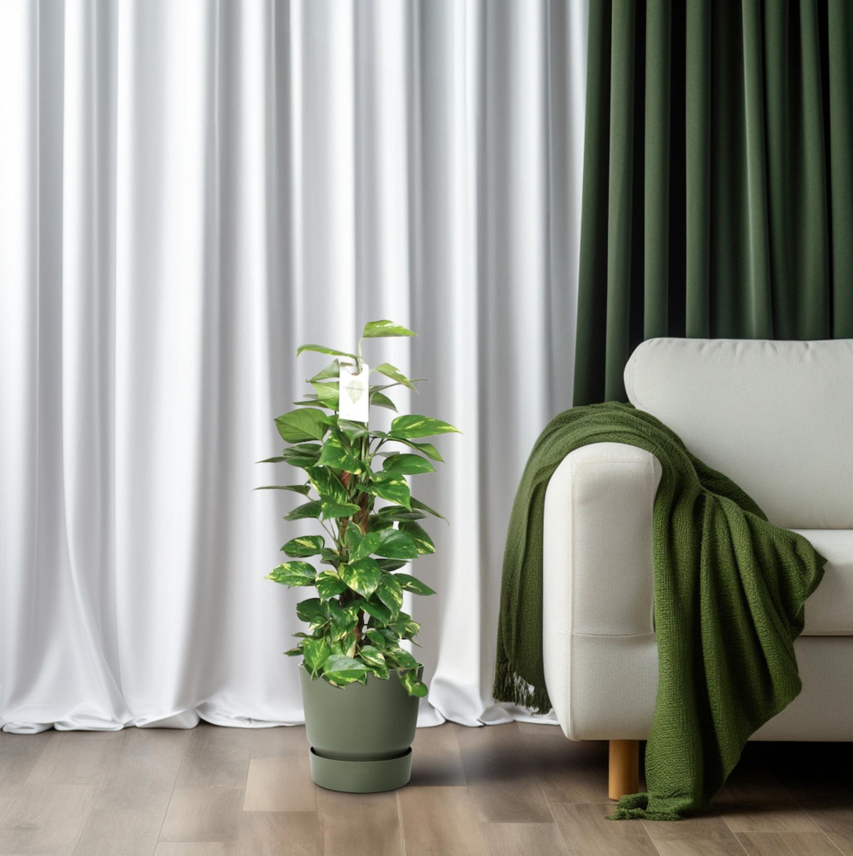 Epipremnum pinnatum de 80 cm installé dans un salon lumineux, au pied d'un canapé