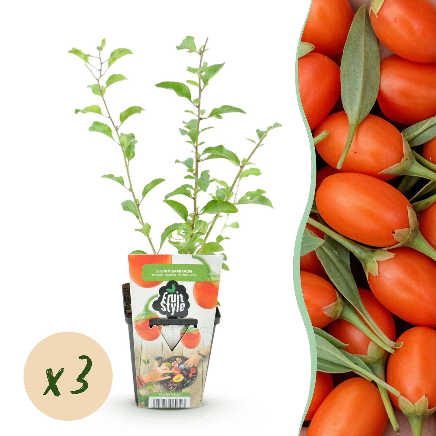 Baies de Goji : plant en pot de 9cm avec étiquette « Lycium Barbarum », accompagné d'une pastille « x3 » et d'une image de fruits frais oran