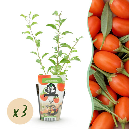 Baies de Goji : plant en pot de 9cm avec étiquette « Lycium Barbarum », accompagné d'une pastille « x3 » et d'une image de fruits frais oran