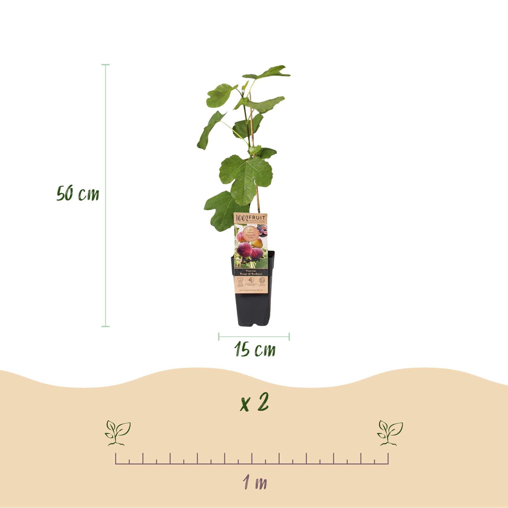 Figuier Rouge de Bordeaux : schéma d'un plant en pot indiquant la hauteur (50 cm), le diamètre du pot (15 cm), la quantité du lot (x2) et un